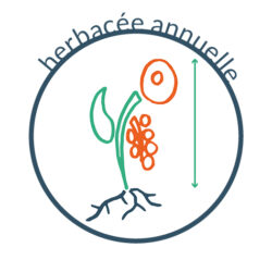 herbacée annuelle