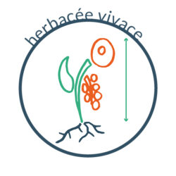 Herbacée vivace